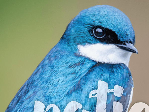 Thumbnail for Fairfax Zen Birds Campaign